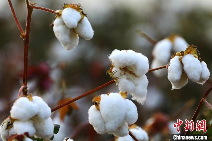 朵朵棉花吐絮盛開?！⑵G敏 攝