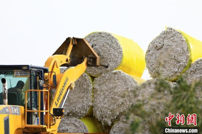 叉車將采棉機(jī)吐出的“金蛋蛋”裝車?！「唠p強(qiáng) 攝