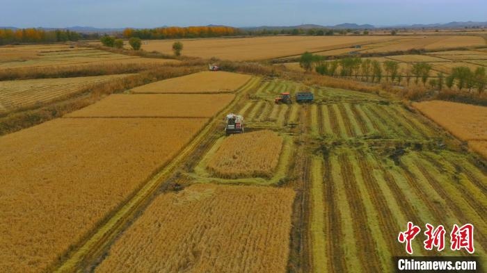 圖為科右中旗杜爾基鎮(zhèn)雙金嘎查的萬畝水稻田進(jìn)入集中收割期?！≮w殿威 攝