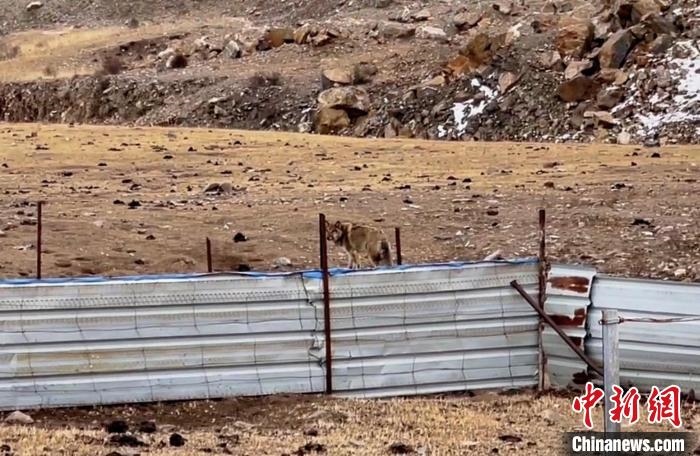 圖為闖入村民家中的野狼?！∨d?？h公安局溫泉派出所供圖