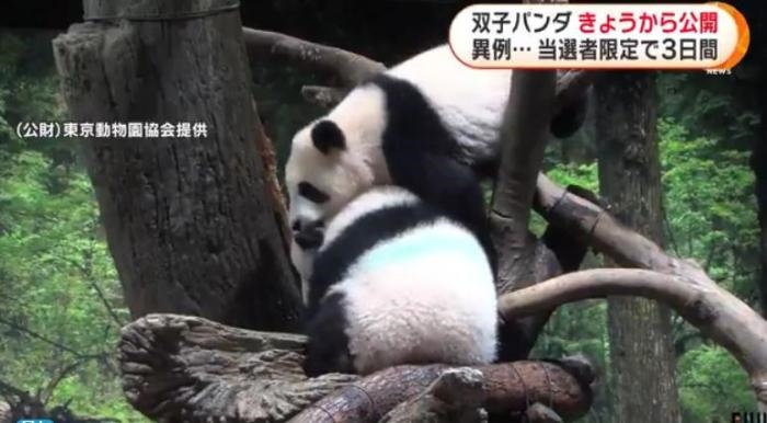12日，日本東京上野動物園的旅日雙胞胎熊貓開始同游客見面。(圖片來源：日本富士電視臺視頻截圖)