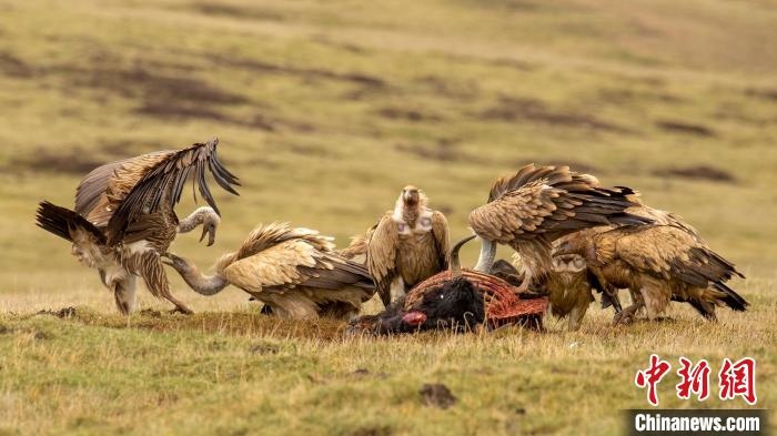 圖為作品《聚會(huì)》?！℃夭疾夭爬?攝