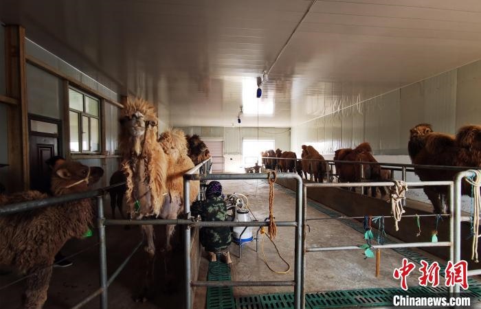 圖為共人正在給駱駝擠奶?！⊥蹰L梅 攝