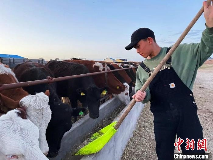 圖為敖木希勒在喂牛?！“侥鞠＠展﹫D