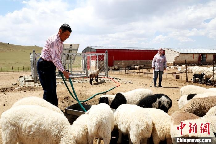 圖為圖門達來在喂羊?！埵鹧?攝