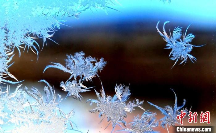 玉樹瓊枝盈滿窗?！O書程 攝