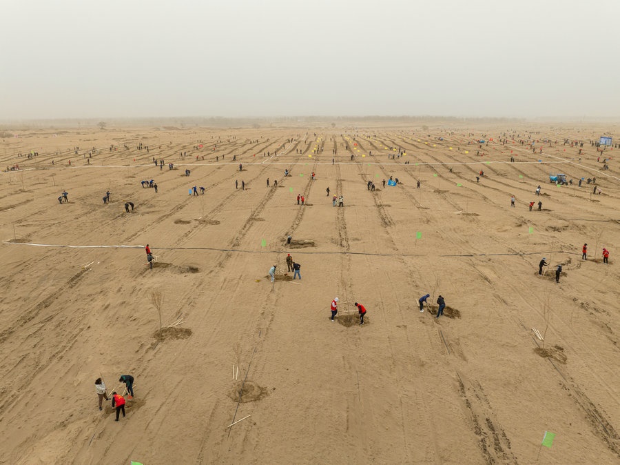 在高力板鎮(zhèn)花道卜和沙木嘎嘎查治理區(qū)，廣大干部群眾手植新綠，播種希望 （攝影：包寶音德力格爾）.JPG