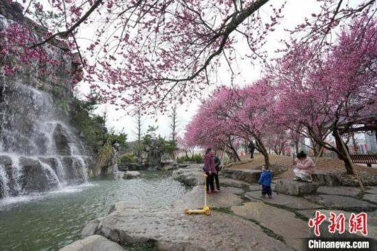 2月23日，市民在乾藝梅園景區(qū)觀賞綻放的梅花。陳興輝 攝