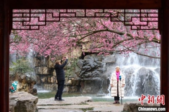 2月23日，市民在乾藝梅園景區(qū)觀賞拍攝綻放的梅花。瞿宏倫 攝