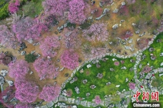 2月23日，航拍乾藝梅園景區(qū)綻放的梅花。瞿宏倫 攝