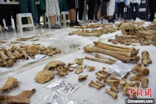 圖為已清理完畢的骨骼標本。王宇 攝