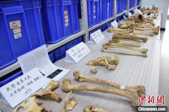 圖為已清理完畢的骨骼標本。王宇 攝