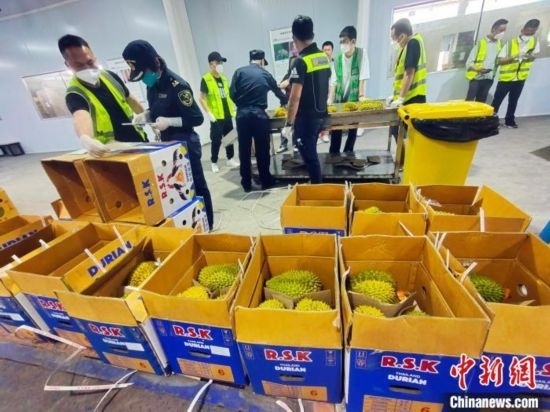 圖為海關關員對進口榴蓮進行查驗。黃艷梅 攝