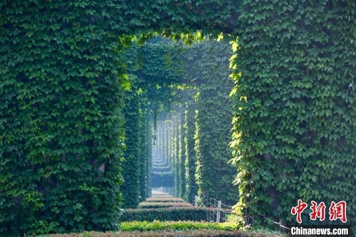 成都二環(huán)高架橋墩被植被爬滿，形成“綠野仙蹤”景觀?！埨?攝