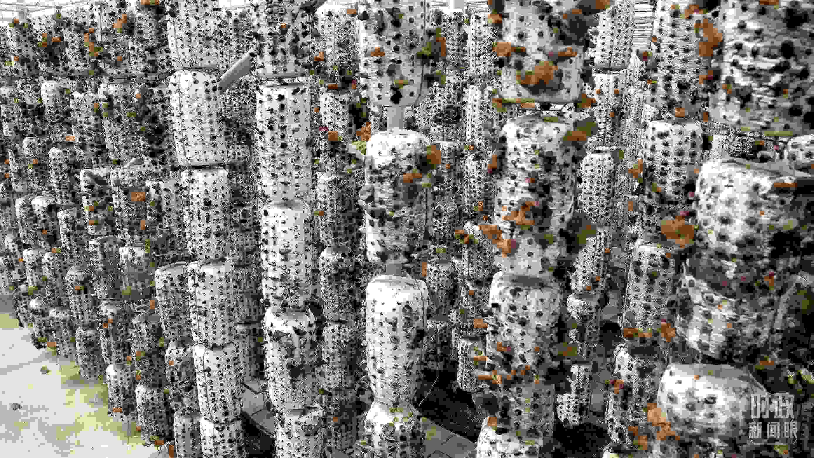 △金米村的小木耳、大產業(yè)。（圖／視覺中國）