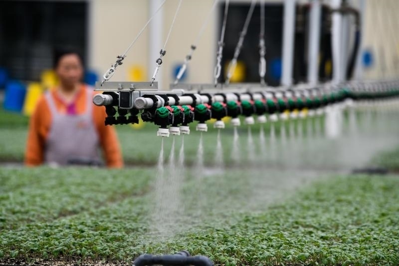 工人在貴陽市開陽縣楠木渡蔬菜良種繁育中心查看自動(dòng)噴灌系統(tǒng)給辣椒苗澆水情況（2023年5月24日攝）。新華社記者 楊文斌 攝