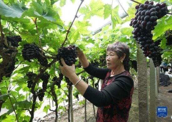 5月26日，唐山市海港經(jīng)濟開發(fā)區(qū)王灘鎮(zhèn)趙灘村農(nóng)民在大棚內(nèi)采摘葡萄。