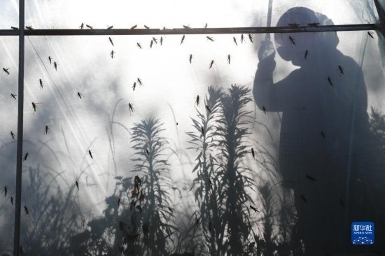 6月21日，山東省樂陵市西段鄉(xiāng)岔河村東亞飛蝗養(yǎng)殖基地的養(yǎng)殖戶在大棚內(nèi)忙碌。新華社記者 范長國 攝