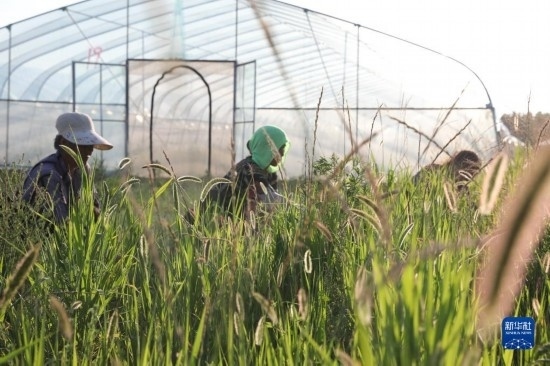6月21日，山東省樂陵市西段鄉(xiāng)岔河村東亞飛蝗養(yǎng)殖基地的螞蚱養(yǎng)殖戶在割草。新華社記者 范長國 攝