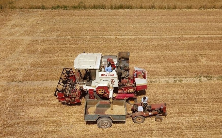 2023年6月14日，在山東省臨邑縣林子鎮(zhèn)，聯(lián)合收割機(jī)在收獲小麥。