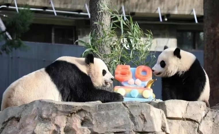 2022年，美國國家動物園舉辦活動慶祝大熊貓抵美50周年，園方為大熊貓“美香”“添添”和“小奇跡”一家三口準(zhǔn)備了有“50”字樣的冰凍水果蛋糕。（圖片來源：雅安市廣播電視臺）