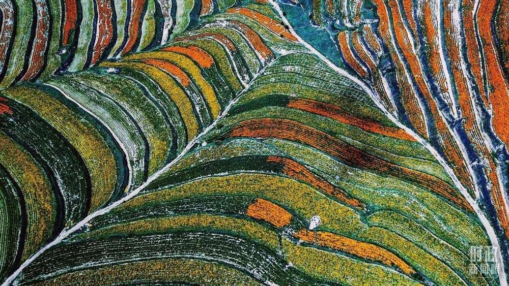 寧夏彭陽(yáng)縣。萬(wàn)壽菊與格?；ㄊ㈤_(kāi)在錯(cuò)落的山間梯田上。（總臺(tái)國(guó)廣記者李晉拍攝）