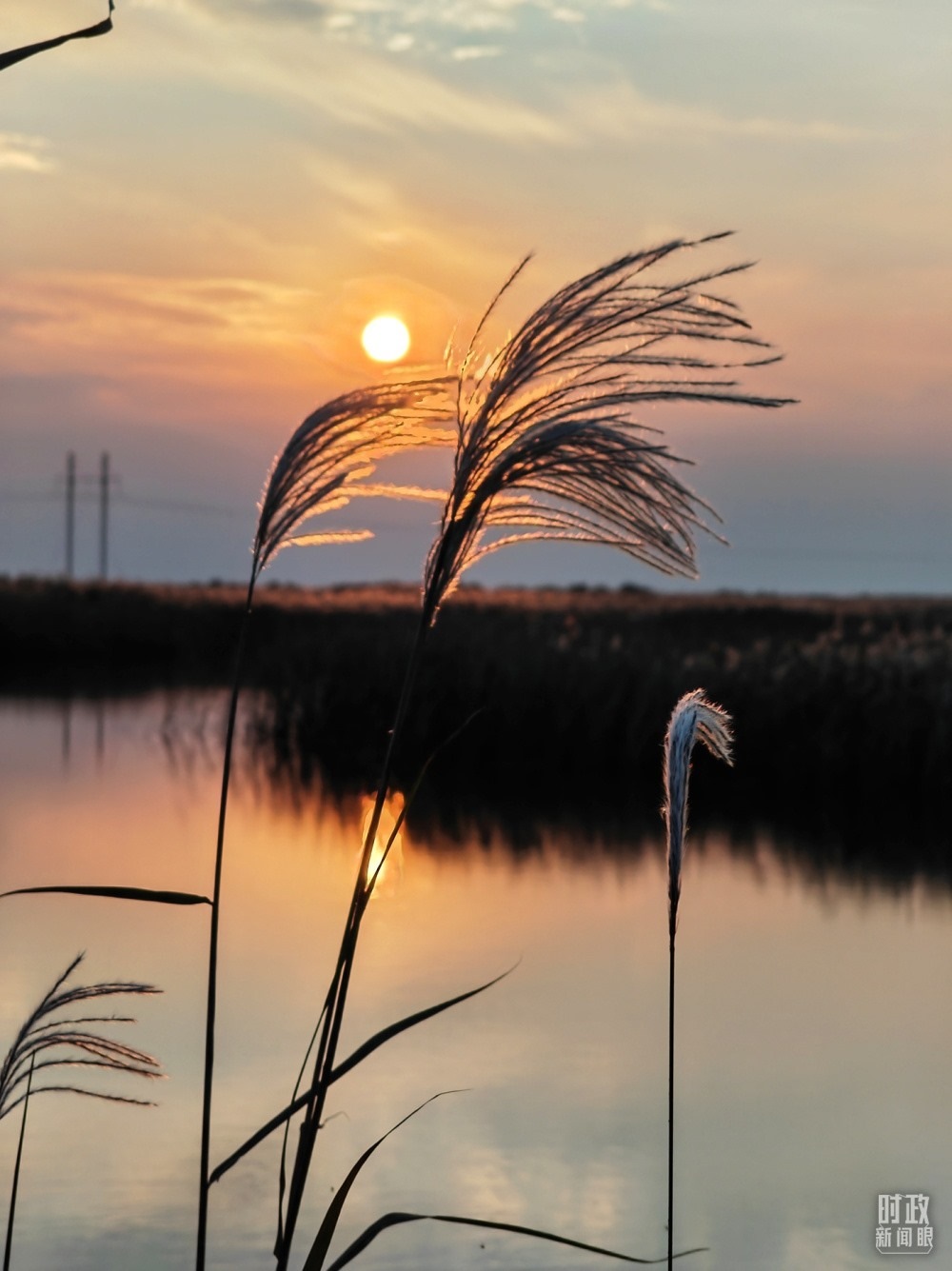 2021年10月，習(xí)近平赴山東東營(yíng)考察黃河入?？凇｜S河三角洲濕地，蘆葦飄蕩。（總臺(tái)央視記者彭漢明拍攝）