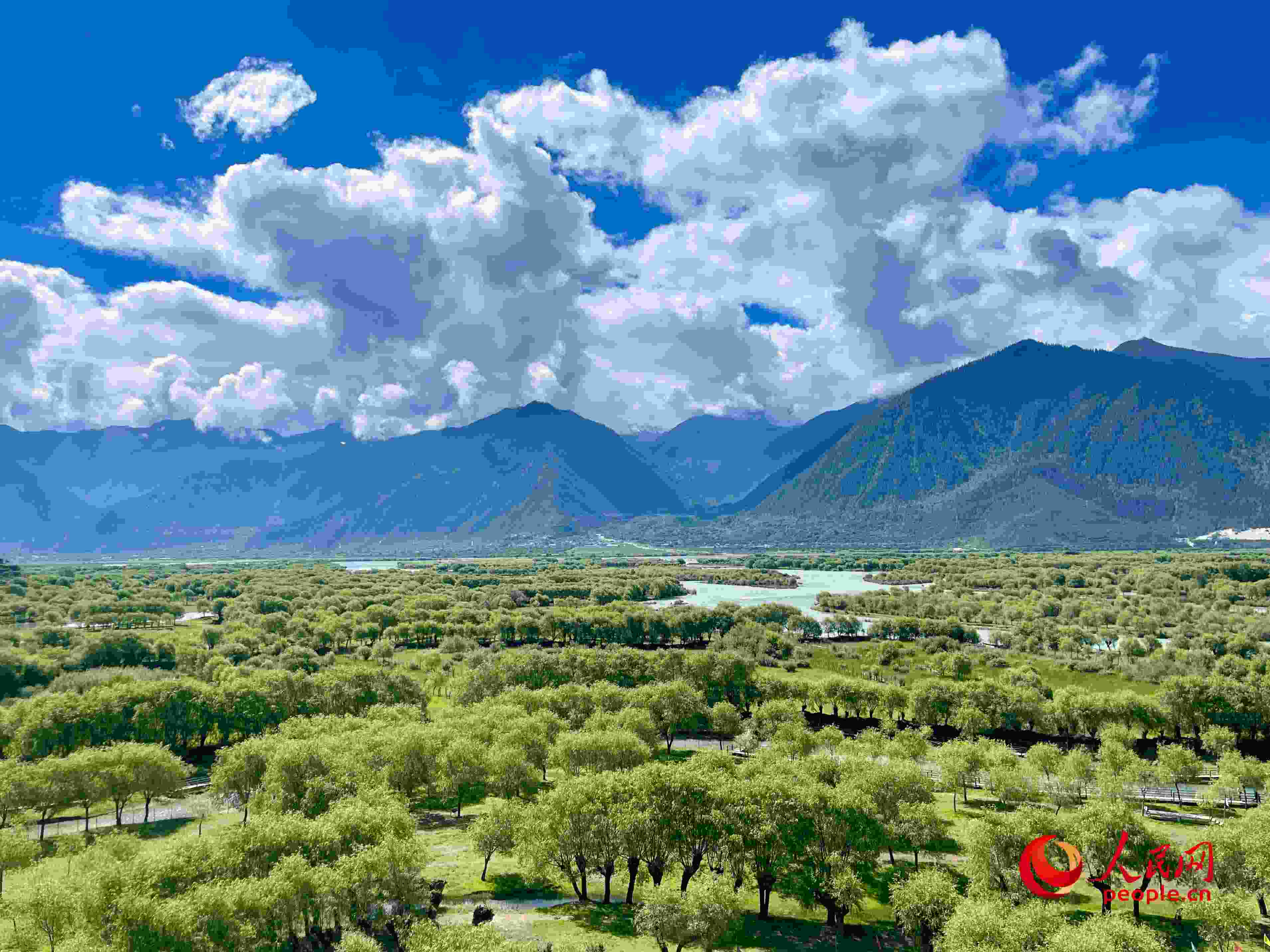 夏日的雅尼國家濕地公園生機(jī)盎然，如詩如畫。人民網(wǎng) 周靜圓攝