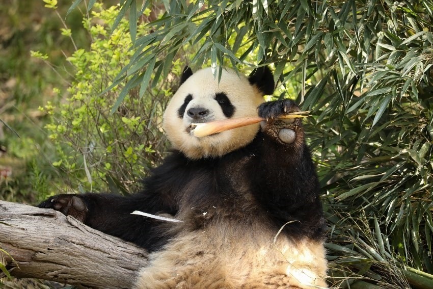 大熊貓“芝麻”。成都大熊貓繁育研究基地供圖