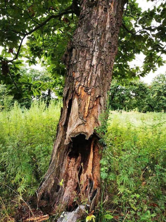 圖為2021年10月拍攝的秦嶺北麓百年板栗古樹遭破壞情況。人民網記者 吳超攝