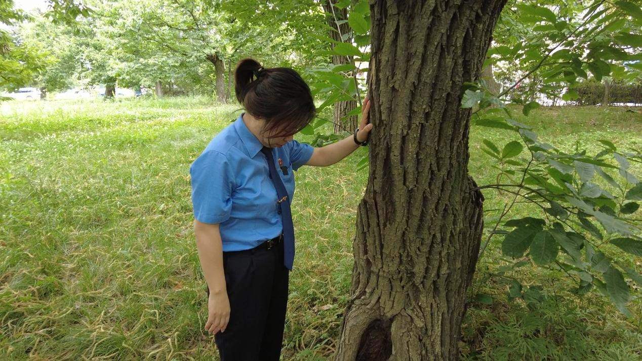 惠琳琳仔細查看古樹生長近況。人民網 黨童攝