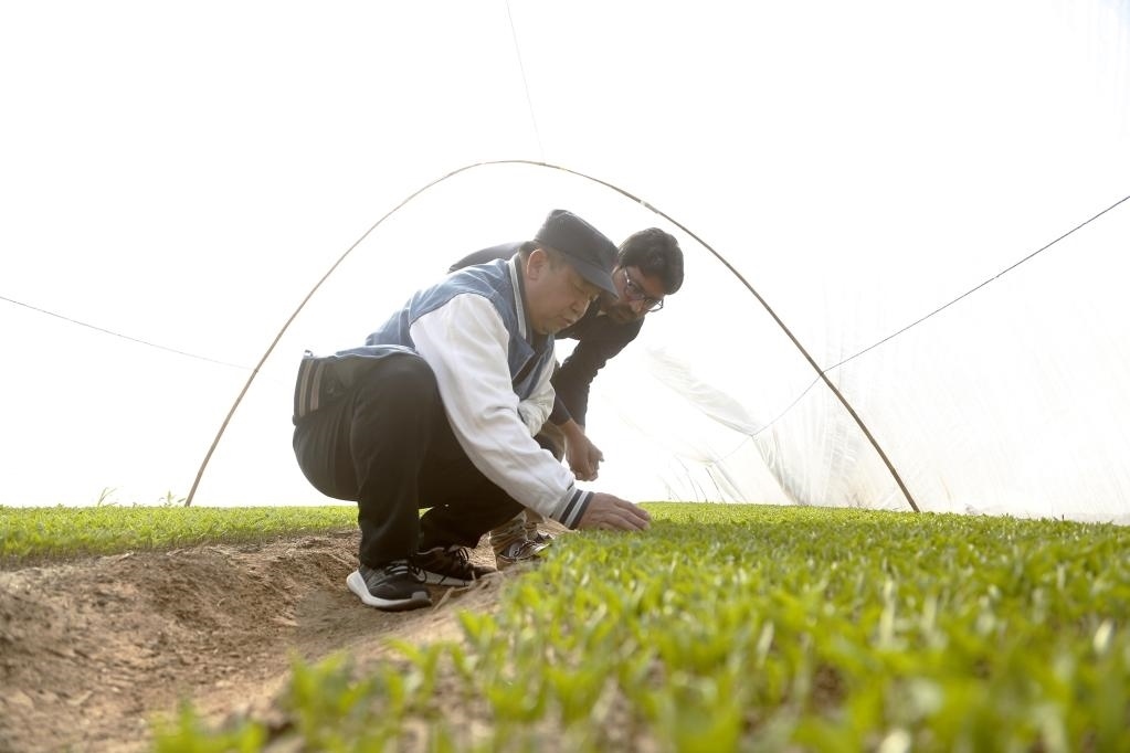 巴基斯坦旁遮普省木爾坦的中巴辣椒訂單種植項(xiàng)目辣椒育苗大棚內(nèi)，中國農(nóng)業(yè)專家?guī)ьI(lǐng)巴基斯坦技術(shù)員查看辣椒秧苗生長情況。