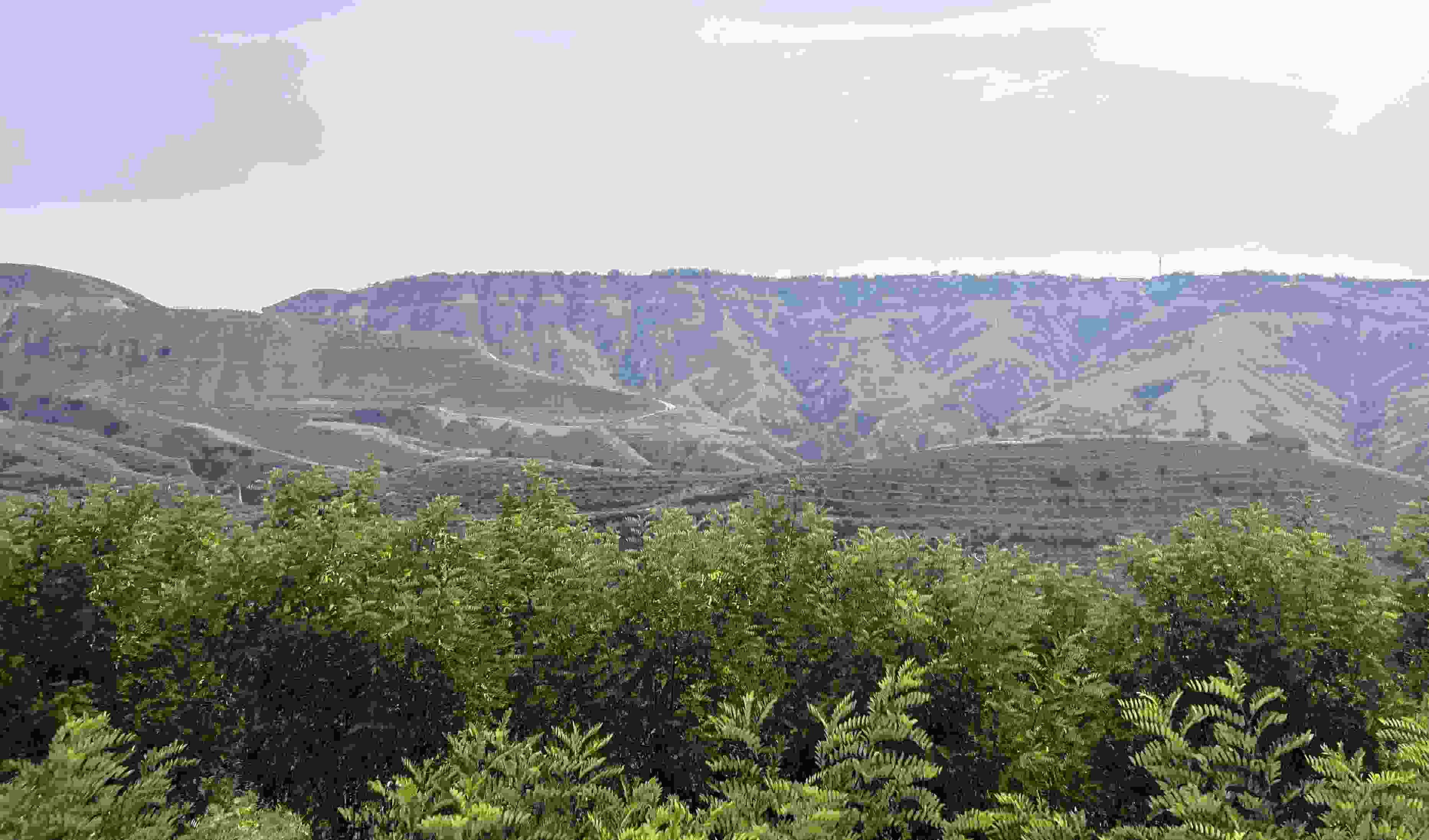 吳堡縣沿黃生態(tài)林。人民網(wǎng)記者 王連香攝