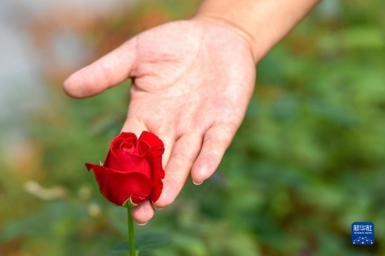 8月17日，吉林省德惠市朱城子鎮(zhèn)沿河村程雪家庭農(nóng)場(chǎng)的負(fù)責(zé)人楊雪在查看玫瑰花長(zhǎng)勢(shì)。新華社記者 張楠 攝