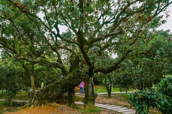 高州市根子鎮(zhèn)柏橋村古荔枝種植園。丘立賀攝