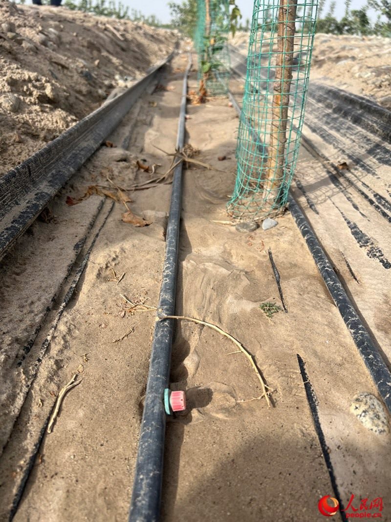 水肥一體化滴灌技術，可極大節(jié)約用水量。人民網(wǎng)記者 常雪梅攝