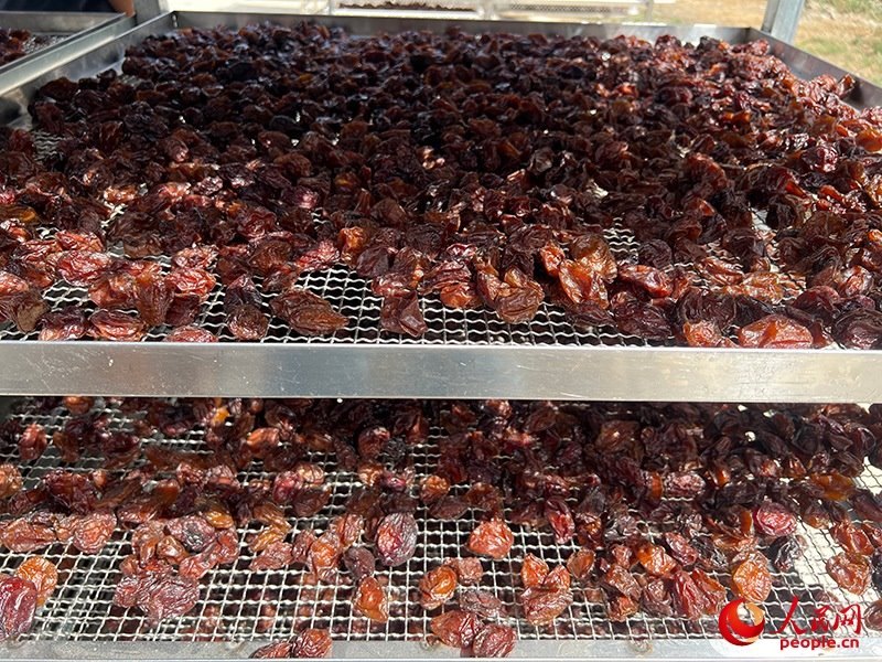 晾曬西梅。人民網(wǎng)記者 常雪梅攝