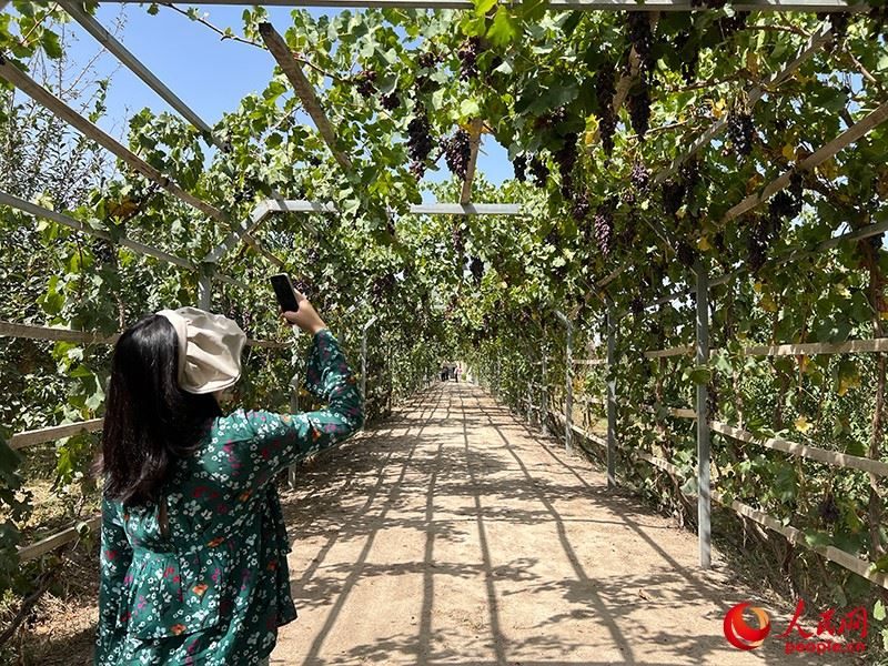 新疆閩龍達(dá)干果產(chǎn)業(yè)有限公司內(nèi)種植的葡萄。人民網(wǎng)記者 常雪梅攝