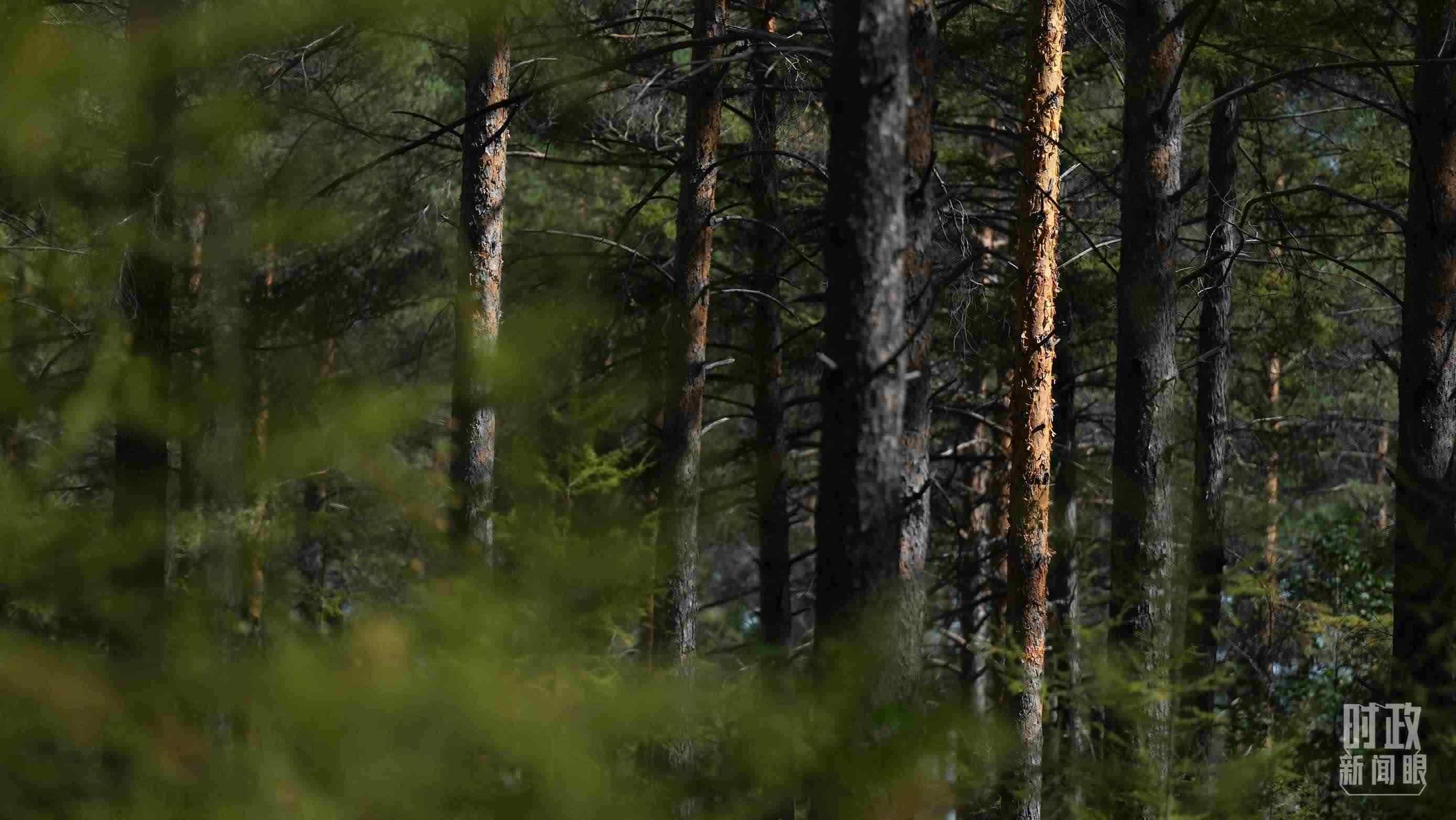 △漠河林場有天然林3.54萬公頃、蓄積量325.3萬立方米。（總臺國廣記者李晉拍攝）