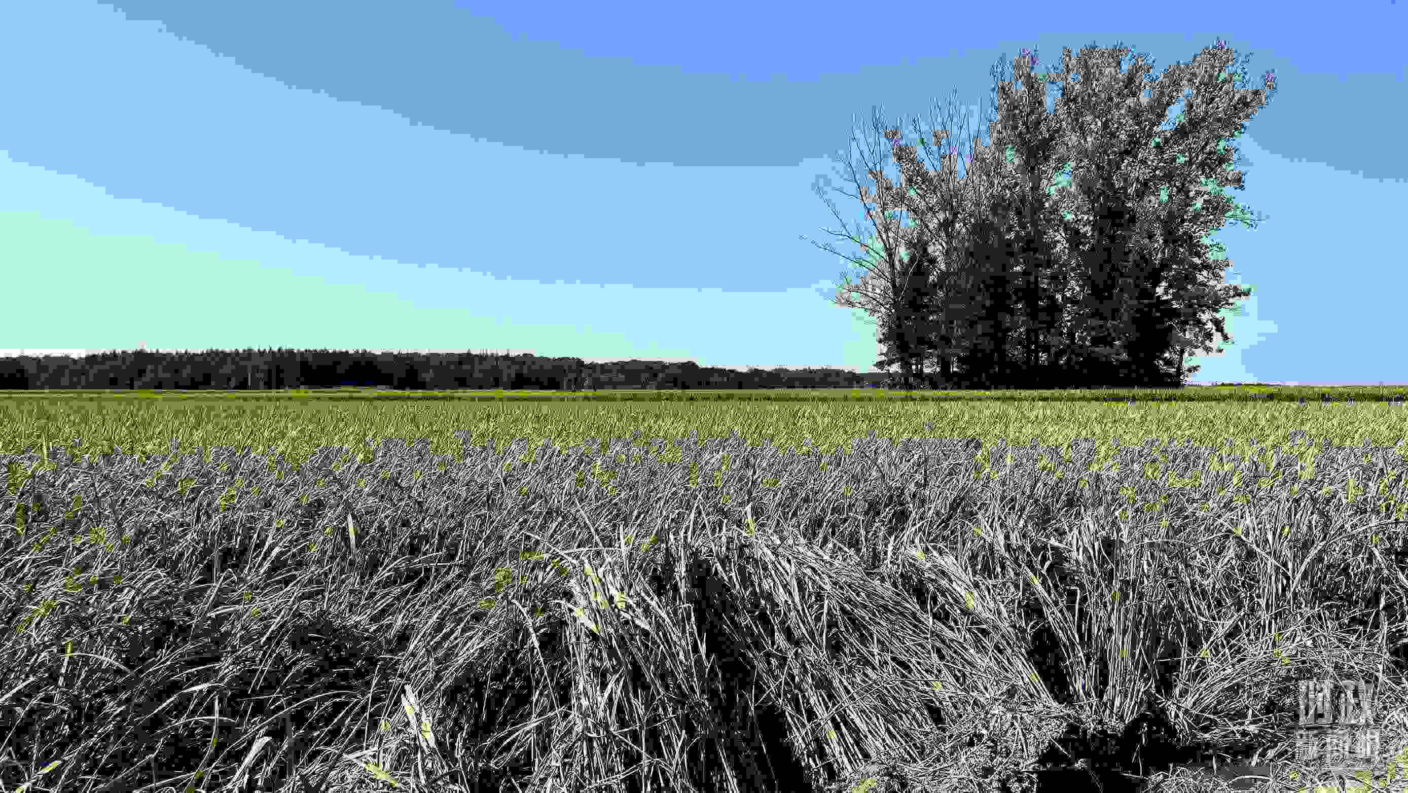 △龍王廟村遭受洪澇災害的農(nóng)田。（總臺央視記者邢彬拍攝）