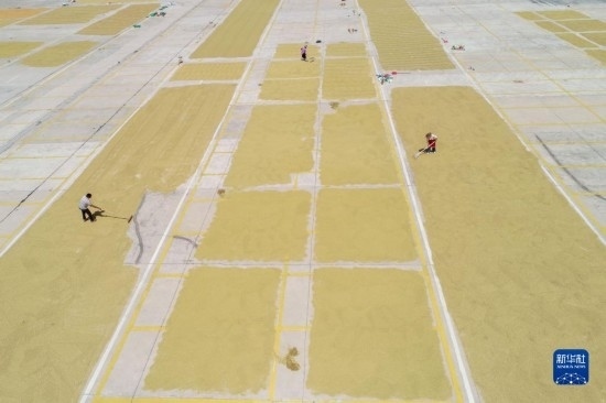 9月16日，村民在貴州省黔東南苗族侗族自治州丹寨縣金泉街道晾曬稻谷（無人機(jī)照片）。