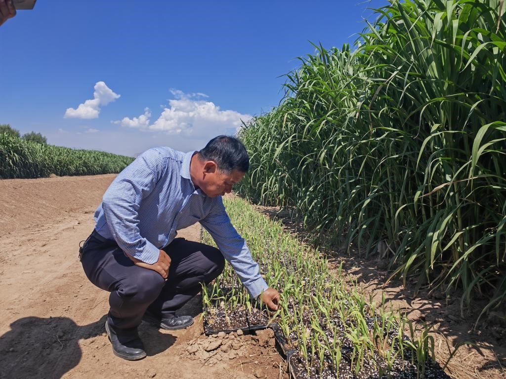 高級農(nóng)藝師周興德向記者介紹巨菌草幼苗（2023年9月1日攝）。新華社記者馬麗娟 攝