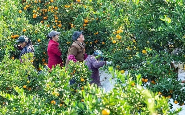 農(nóng)戶在果園中采摘果實(shí)。湖南省石門縣融媒體中心 唐亞翔攝