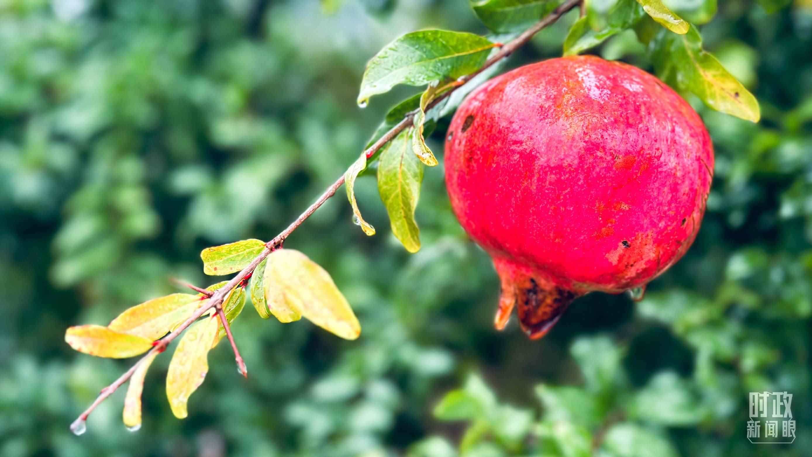 △山東省棗莊市冠世榴園，石榴紅了。（總臺(tái)央視記者范一鳴拍攝）