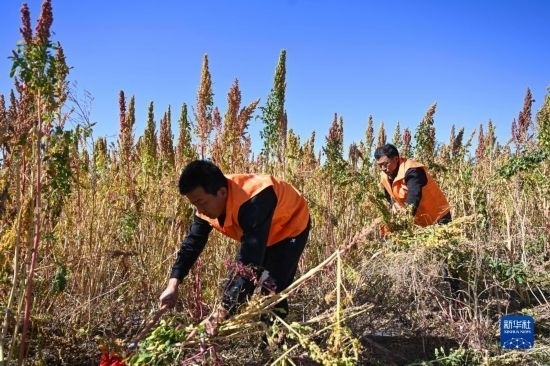 9月28日，農(nóng)民參加內(nèi)蒙古武川縣首屆藜麥開鐮節(jié)割藜麥比賽。