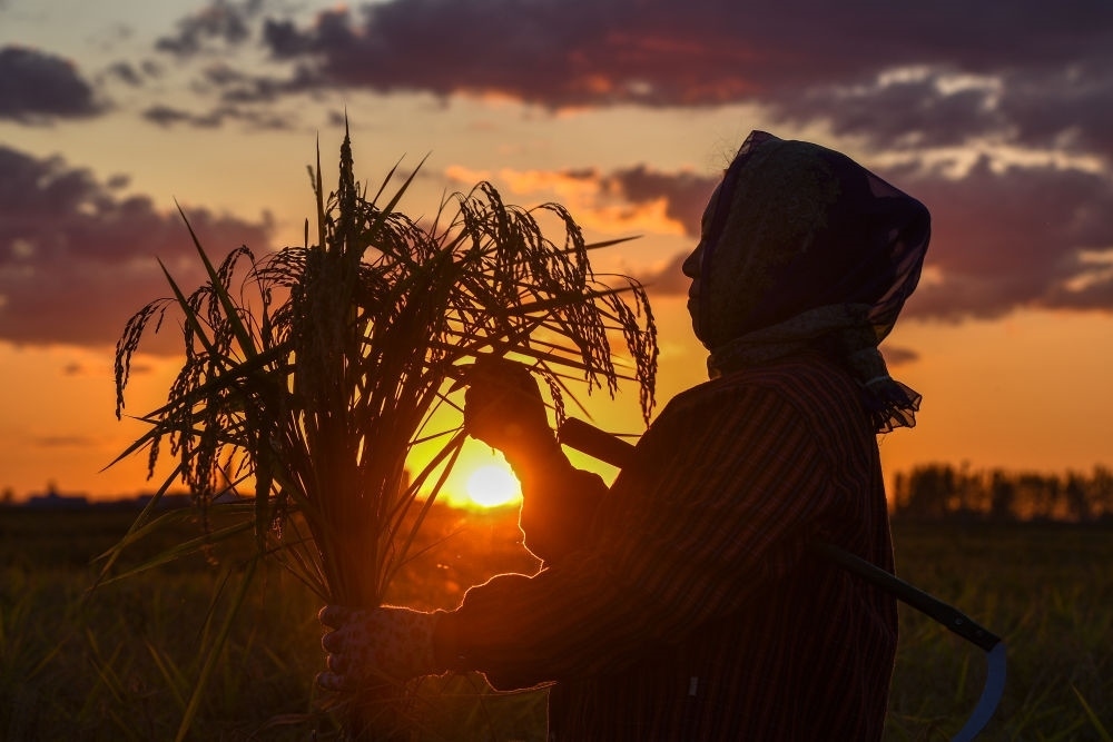 農(nóng)民在吉林省吉林市永吉縣萬昌鎮(zhèn)花家村收割水稻（2023年9月12日攝）。新華社記者 張楠 攝