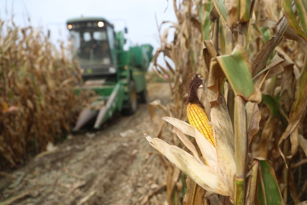 在遼寧省鐵嶺縣蔡牛鎮(zhèn)玉米田里，農(nóng)民駕駛農(nóng)機收割玉米（2023年9月26日攝）。新華社記者 楊青 攝