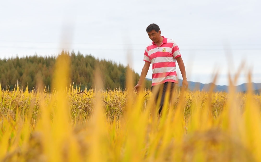在遼寧省撫順市新賓滿族自治縣新賓鎮(zhèn)的水稻田里，農(nóng)民丁輝查看水稻成熟情況（2023年9月25日攝）。新華社記者 楊青 攝