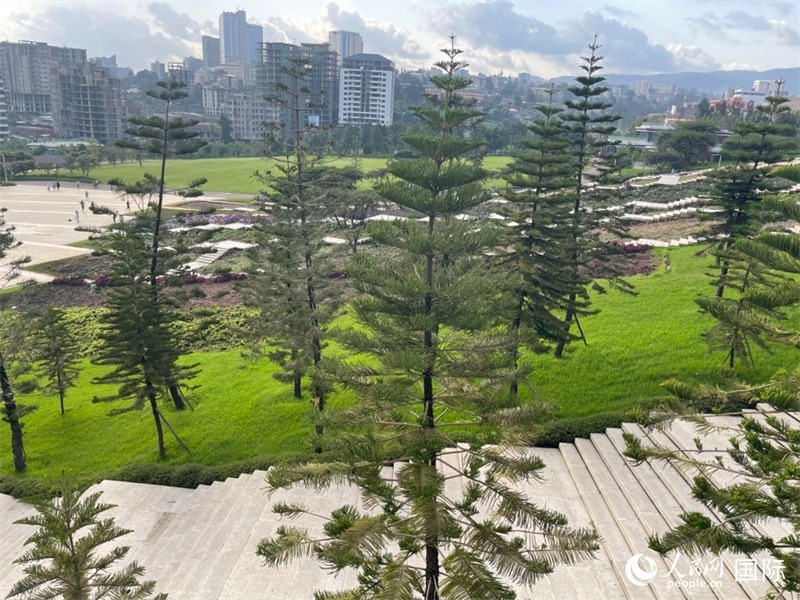 亞的斯亞貝巴友誼廣場的南洋杉。人民網(wǎng)記者 趙艷紅攝