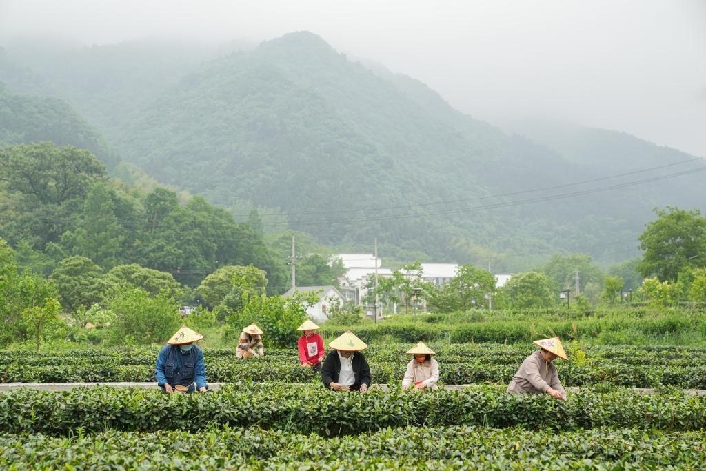 2022年5月11日，村民在大灣村生態(tài)茶園內(nèi)采摘茶葉。新華社記者杜宇攝
